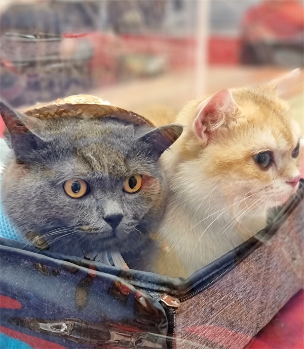 bevictor伟德官网·(中国)唯一官方网站