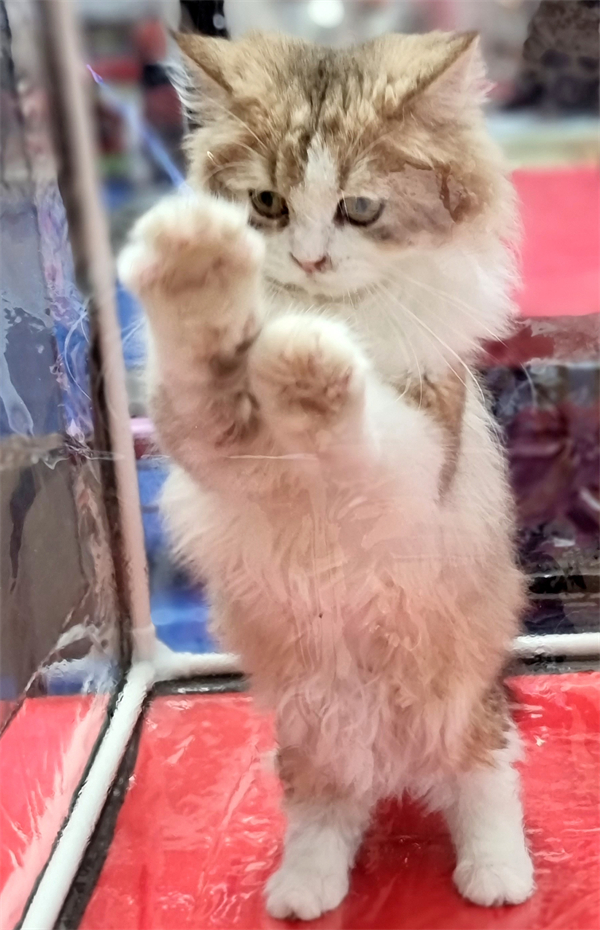 bevictor伟德官网·(中国)唯一官方网站