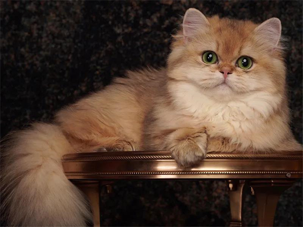 bevictor伟德官网·(中国)唯一官方网站