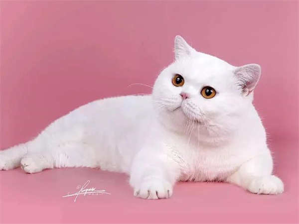 bevictor伟德官网·(中国)唯一官方网站