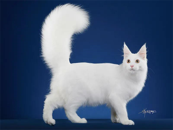 bevictor伟德官网·(中国)唯一官方网站