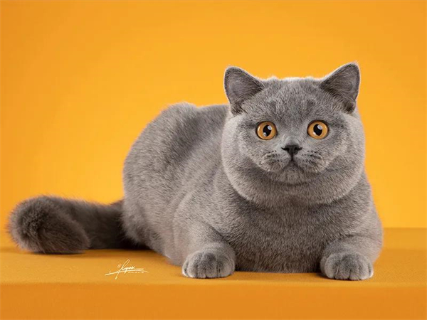 bevictor伟德官网·(中国)唯一官方网站