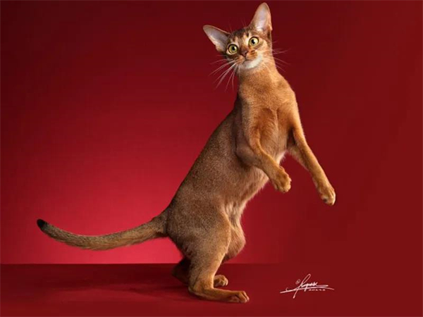 bevictor伟德官网·(中国)唯一官方网站